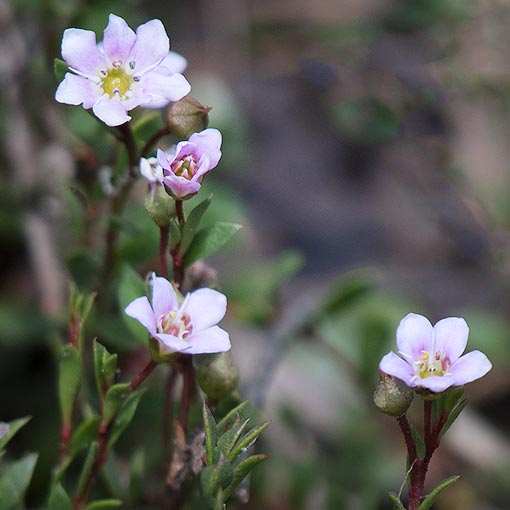 Samolus repens, creeping brookweed, Tasmania