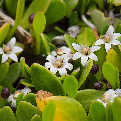 Selliera radicans, shiny swampmat, Tasmania