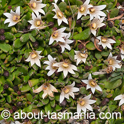 Selliera radicans, shiny swampmat, Tasmania