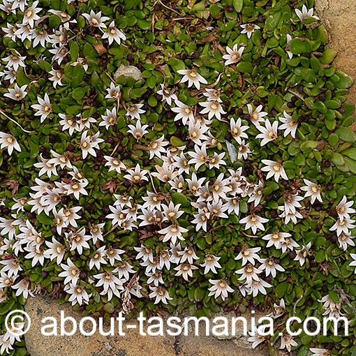 Selliera radicans, shiny swampmat, Tasmania