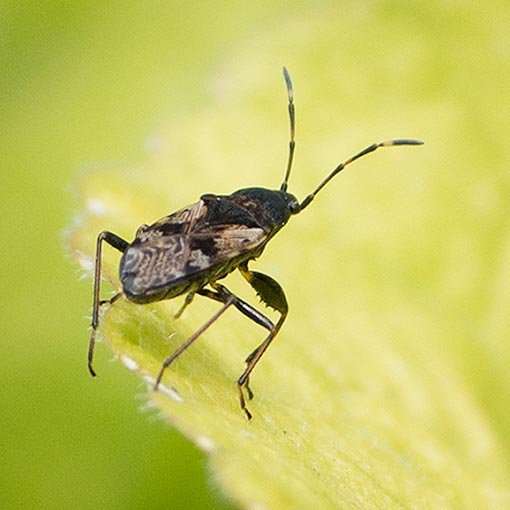 Euander lacertosus | About Tasmania