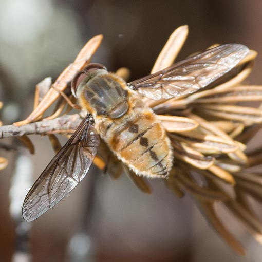 Trichophthalma-sp Trichophthalma sp., Tangle-veined Fly, Nemestrinidae, Tasmania