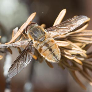 Trichophthalma sp.