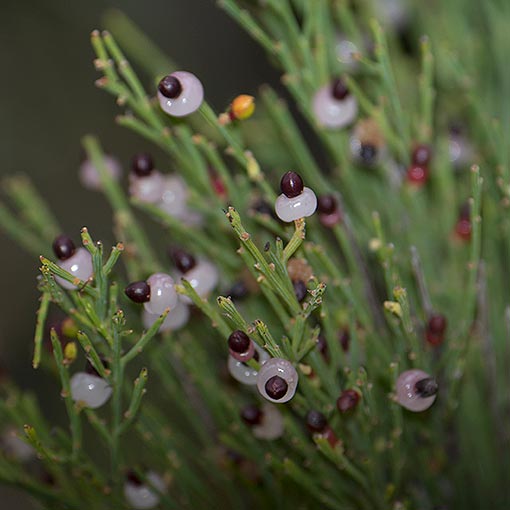 Exocarpos strictus palefruit native cherry