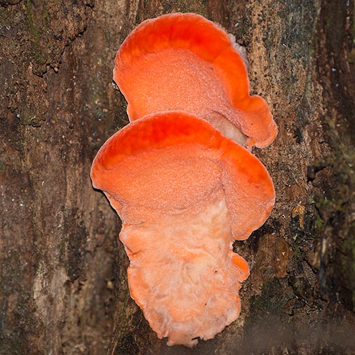 Tyromyces pulcherrimus, Aurantiporus pulcherrimus, fungi, Tasmania 