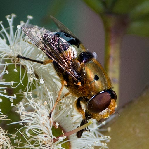 Austalis pulchella, Syrphidae, Tasmania