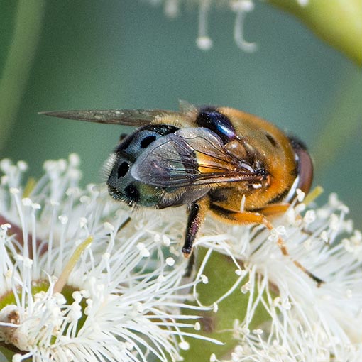 Austalis pulchella, Syrphidae, Tasmania