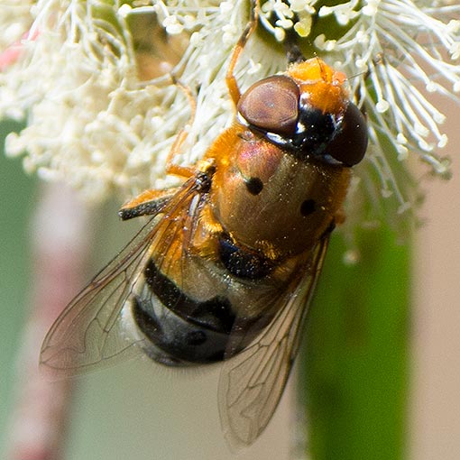Austalis pulchella, Syrphidae, Tasmania