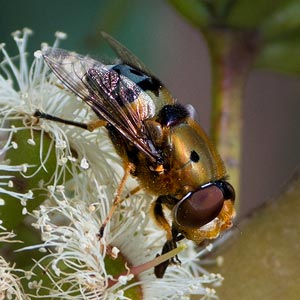 Austalis pulchella