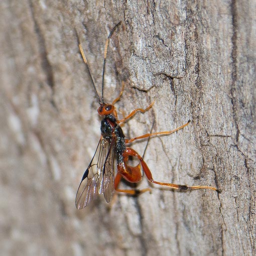 Braconidae sp. | About Tasmania