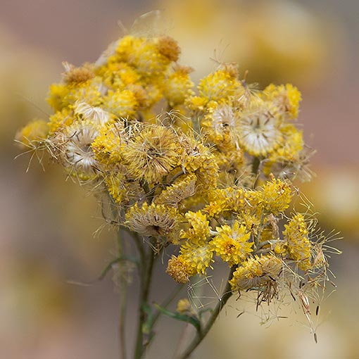 Chrysocephalum semipapposum, clustered everlasting, Tasmania