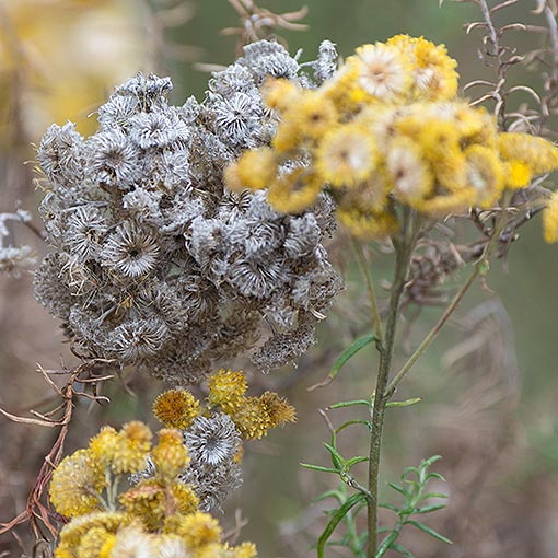Chrysocephalum semipapposum, clustered everlasting, Tasmania