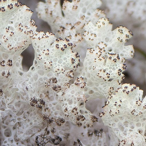 Cladia retipora  About Tasmania