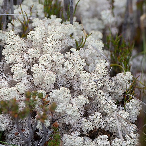 Cladia retipora, lichen, Tasmania