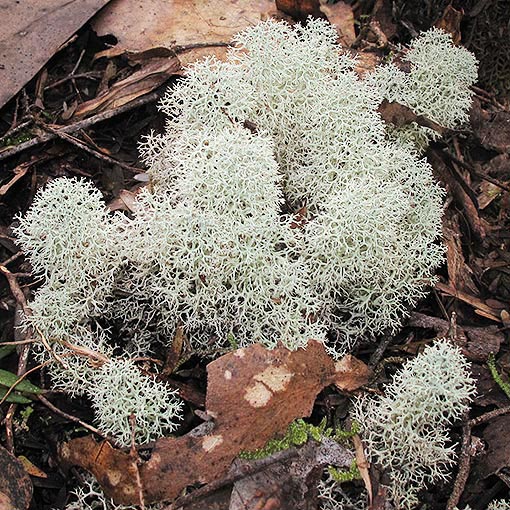 Cladina confusa, lichen, Tasmania