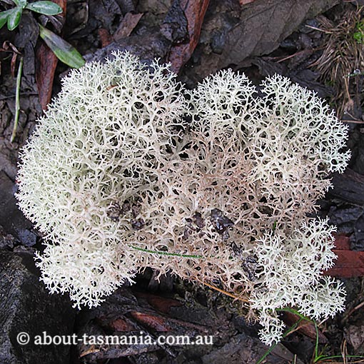 Cladina confusa, lichen, Tasmania