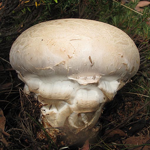 Cortinarius australiensis, fungi, Tasmania