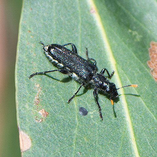 Eleale intricata, Cleridae, Tasmania