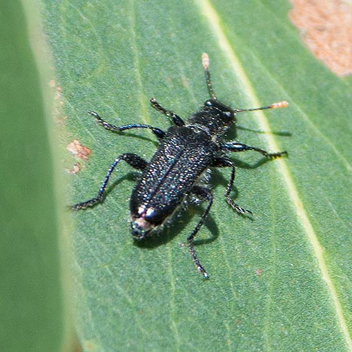 Eleale intricata, Cleridae, Tasmania