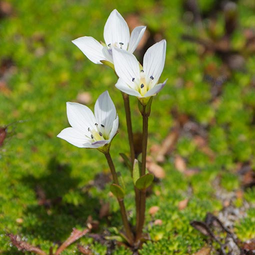 Gentianella demissa, humble snow gentian, Tasmania
