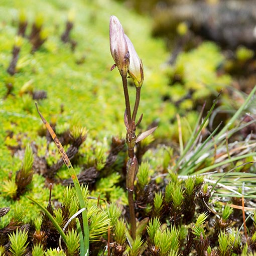 Gentianella demissa, humble snow gentian, Tasmania