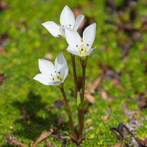 Gentianella demissa