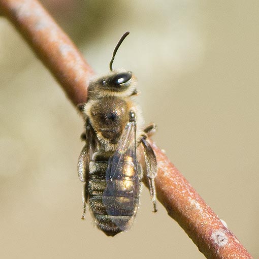 Leioproctus amabilis<br />
Colletidae, Short-tongued bee, Tasmania