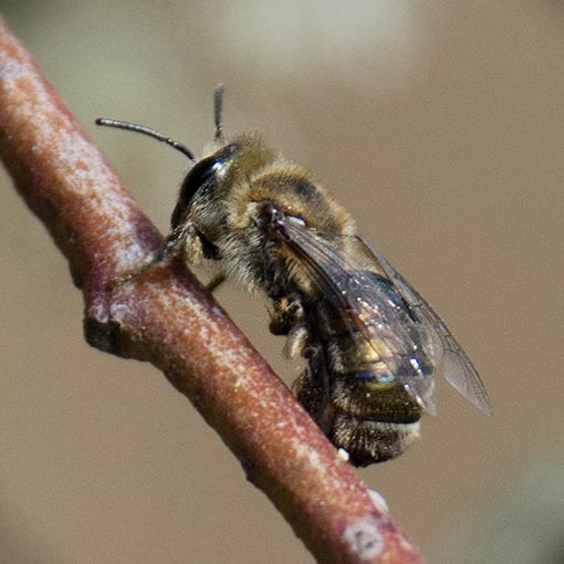Leioproctus amabilis Colletidae, Short-tongued bee, Tasmania