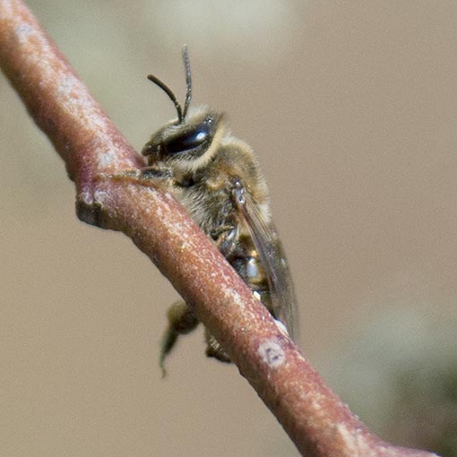 Leioproctus amabilis Colletidae, Short-tongued bee, Tasmania