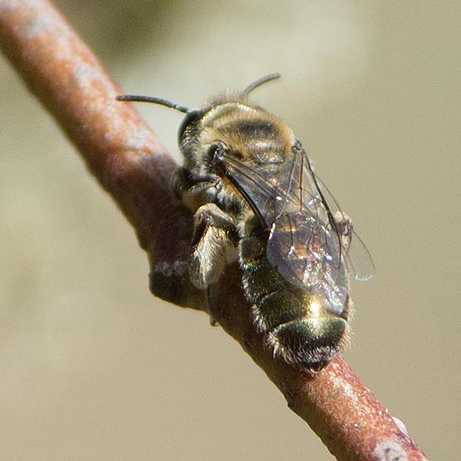Leioproctus amabilis Colletidae, Short-tongued bee, Tasmania