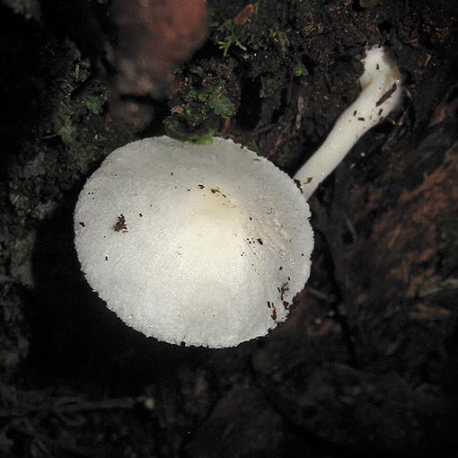 Leucocoprinus sp., fungi, Tasmania