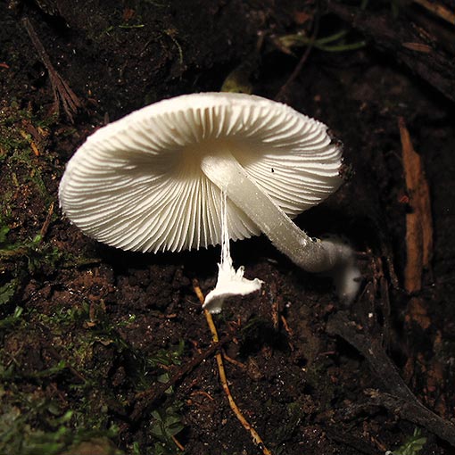 Leucocoprinus sp., fungi, Tasmania