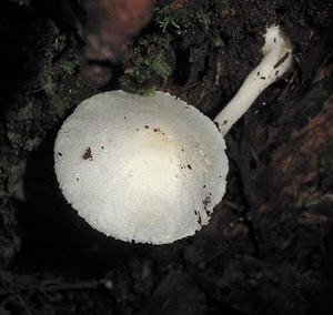 Leucocoprinus sp.