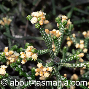 Ozothamnus scutellifolius