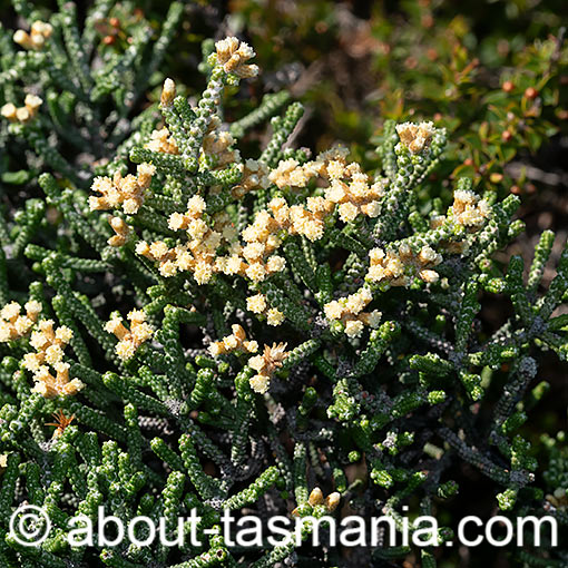 Ozothamnus scutellifolius, button-leaf everlastingbush, Tasmania