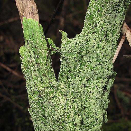 Pannaria farinosa, lichen, Tasmania
