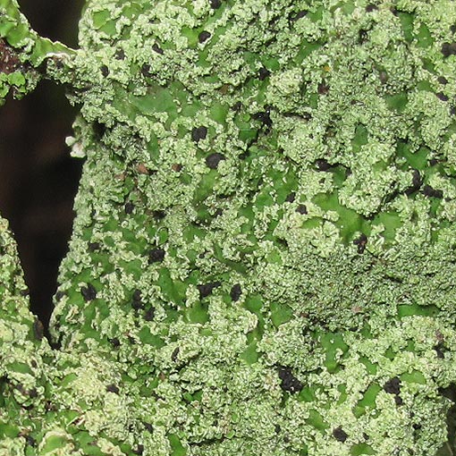 Pannaria farinosa, lichen, Tasmania