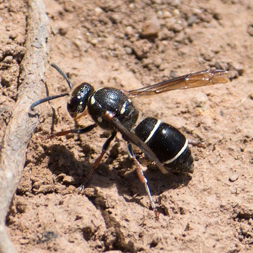 Paralastor sp. | About Tasmania