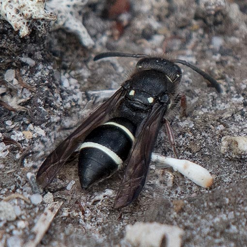 Paralastor sp., Potter Wasp, Vespidae, Tasmania