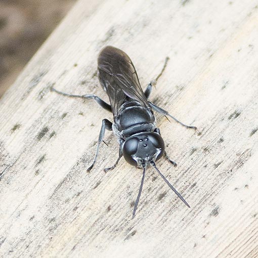 Pison westwoodii, Crabronidae, Tasmania, sand wasp