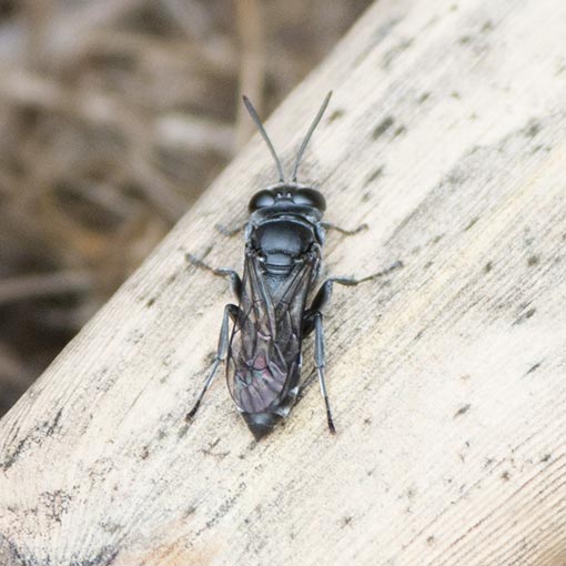 Pison westwoodii, Crabronidae, Tasmania, sand wasp