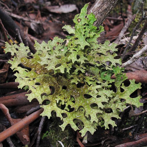 Pseudocyphellaria billardierei, lichen, Tasmania