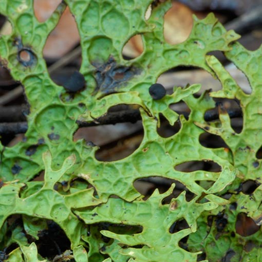 Pseudocyphellaria billardierei, lichen, Tasmania
