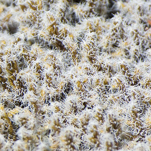Racomitrium lanungiosum, bryophyte, Tasmania