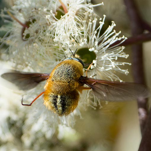 Sisyromyia aurata, bee fly, Bombyliidae, Tasmania