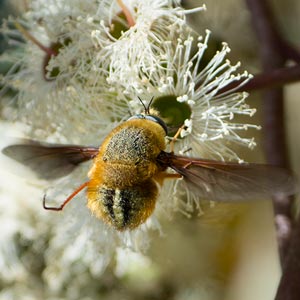 Sisyromyia aurata