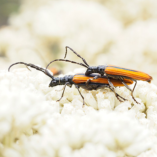 Stenoderus suturalis, Cerambycidae, Tasmania