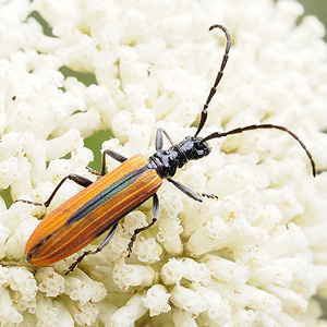 Stenoderus suturalis