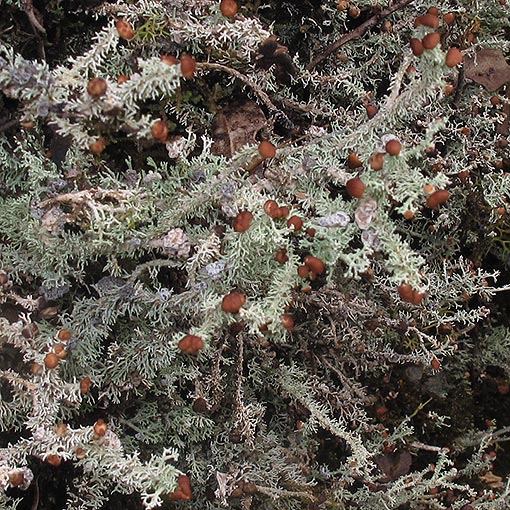 Stereocaulon ramulosum, lichen, Tasmania
