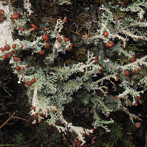 Stereocaulon ramulosum, lichen, Tasmania